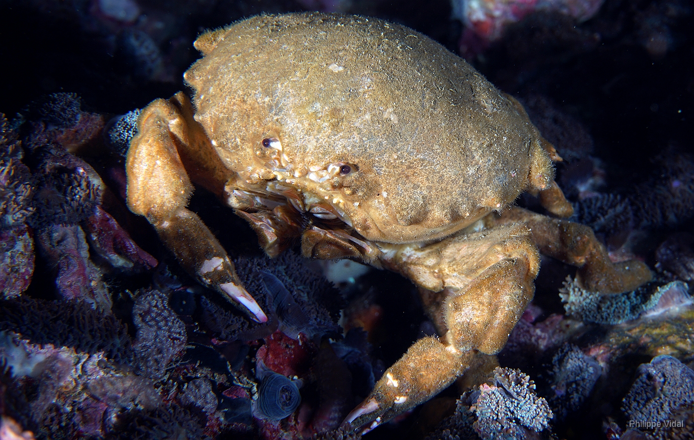 Birmanie - Mergui - 2018 - DSC02935 - De Haans sponge crab - crabe eponge de Haans -  Lauridronia dehaani .JPG